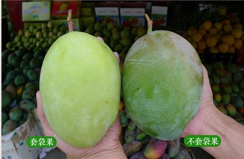 9月，攀枝花芒果，三线建设精神光芒万丈