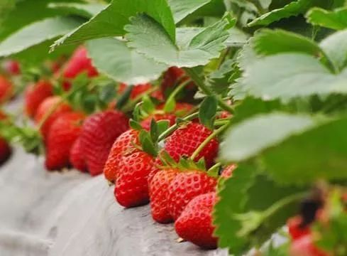 冬天里的一抹红色礼物：成都双流冬草莓