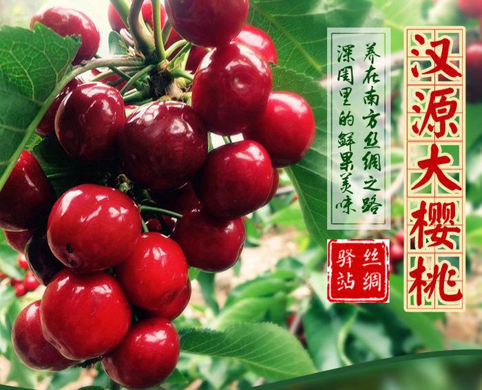 谁才是中国大樱桃之乡：雅安汉源大樱桃