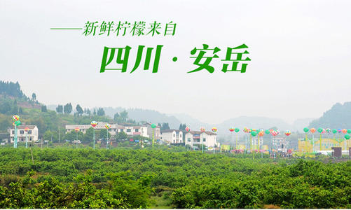 酸酸甜甜就是我：资阳安岳柠檬