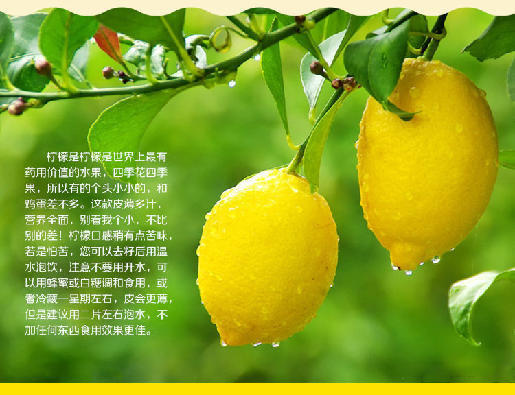 酸酸甜甜就是我：资阳安岳柠檬