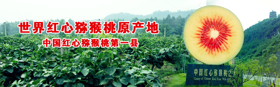 吃一口人间仙果：广元苍溪红心猕猴桃