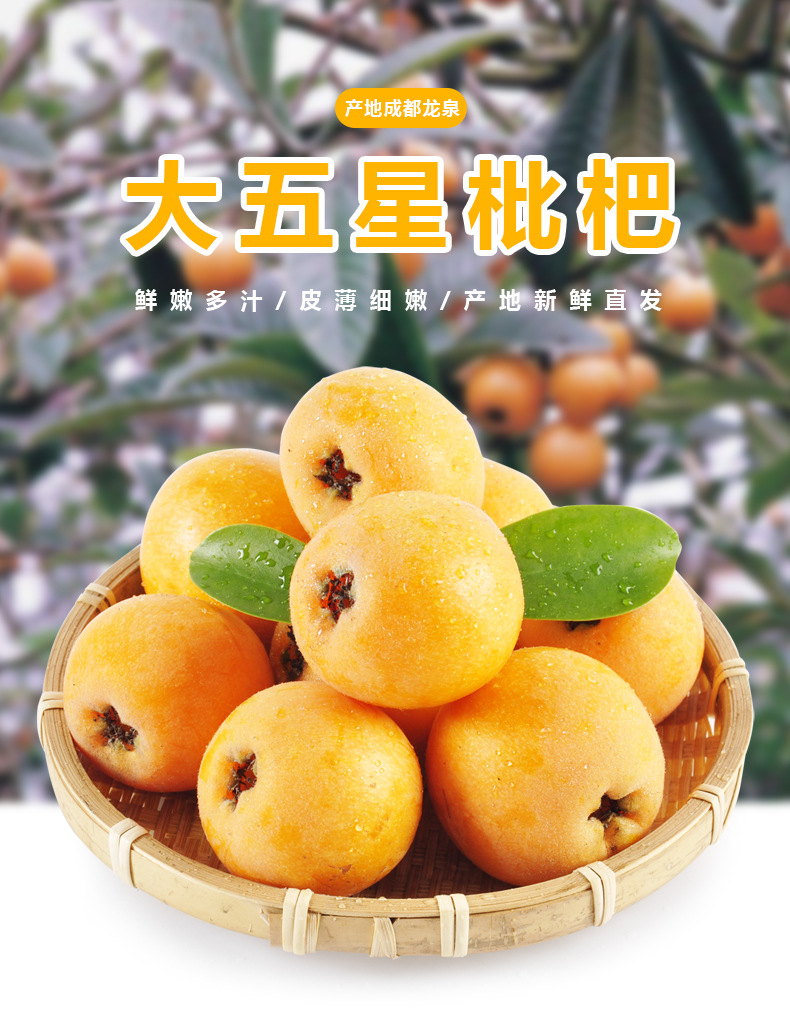 五星出东方利中国：成都龙泉驿大五星枇杷