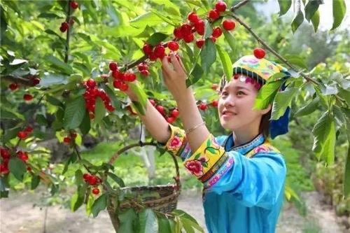 天府十宝：阿坝汶川甜樱桃