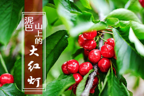 谁才是中国大樱桃之乡：雅安汉源大樱桃