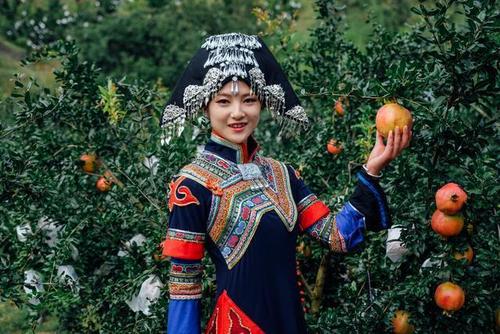 来自1900多年前张骞的礼物：凉山会理石榴
