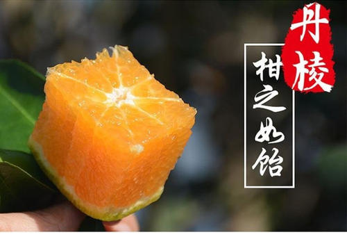 我很丑但有不一样的温柔：眉山丹棱桔橙