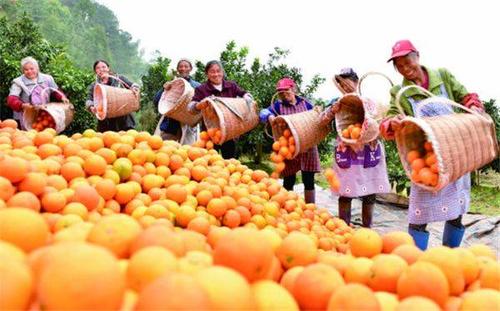 你肯定没吃过全橙宴：广安邻水脐橙